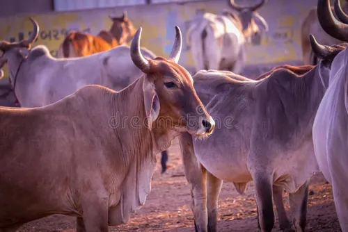 image-indian-cows-village-rajasthan-india-cow-farm-resting-field-goshala-protective-shelters-govshal-210760845