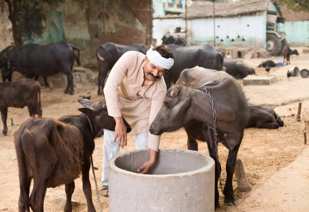 imgi_6_farmer-feeding-buffalo
