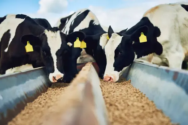 imgi_90_its-only-the-best-for-these-cows